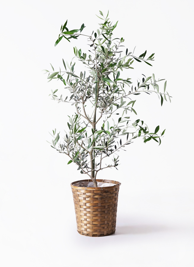 オリーブの木　コレッジョラ　セラアート鉢 オリーブの木 コレッジョラ | 観葉植物通販HitoHana(ひとはな)