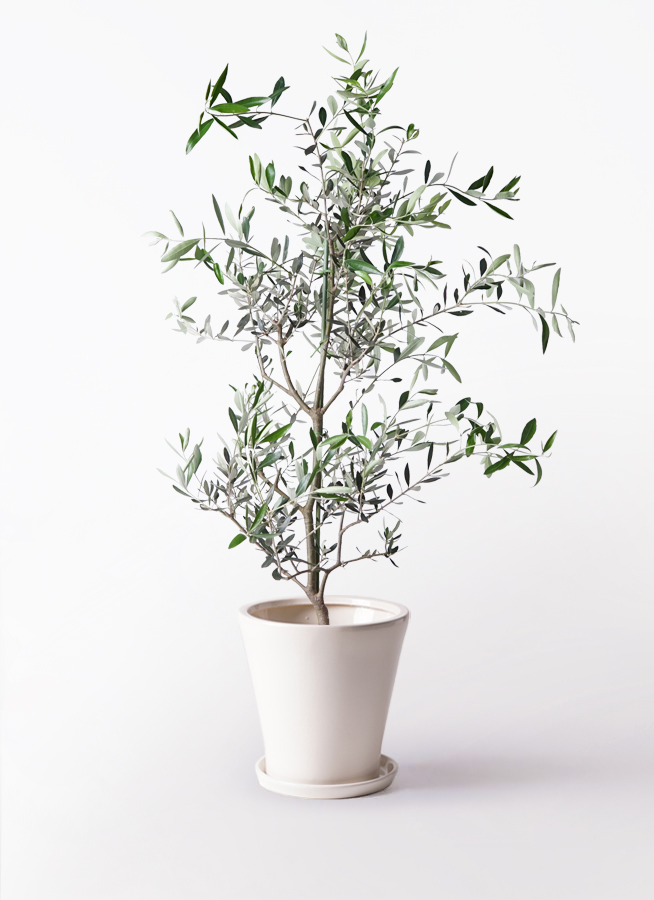 オリーブの木 コレッジョラ | 観葉植物通販HitoHana(ひとはな)