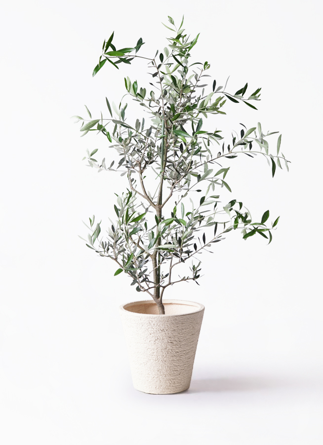 オリーブの木 コレッジョラ | 観葉植物通販HitoHana(ひとはな)