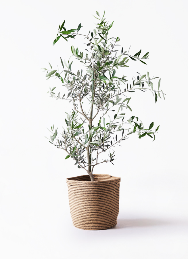オリーブの木 コレッジョラ | 観葉植物通販HitoHana(ひとはな)
