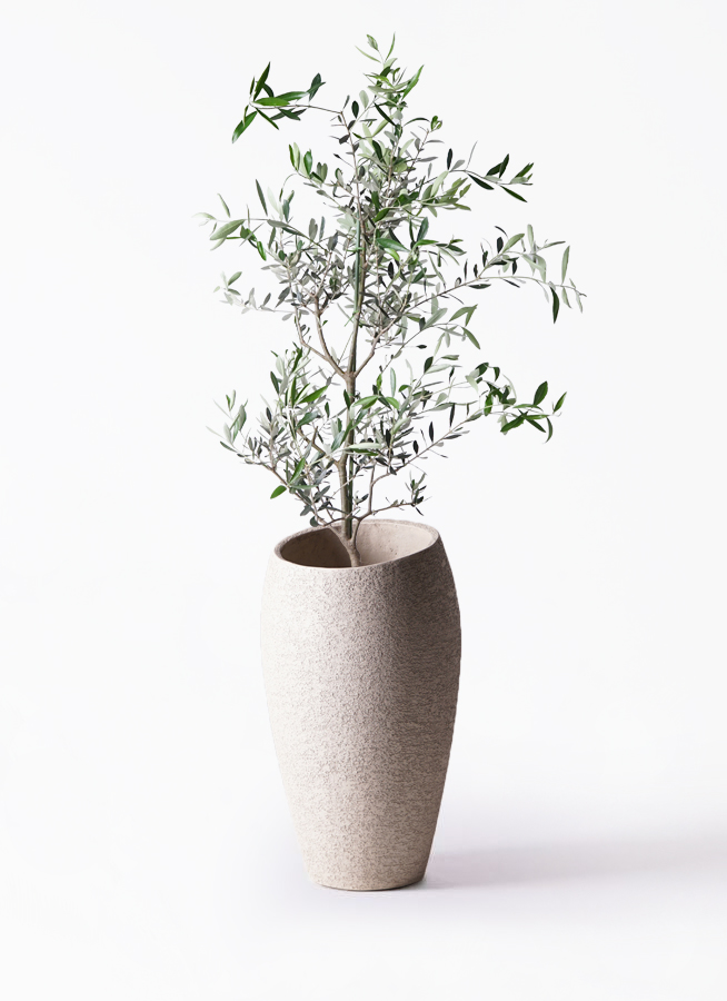 観葉植物 オリーブの木 8号 コレッジョラ フォレスト トール