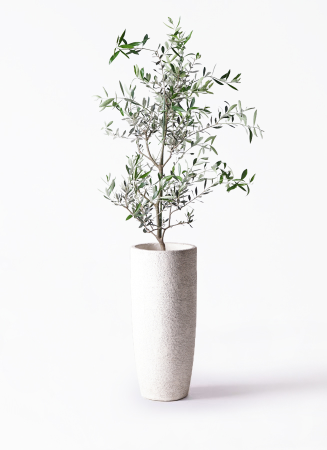オリーブの木 コレッジョラ | 観葉植物通販HitoHana(ひとはな)