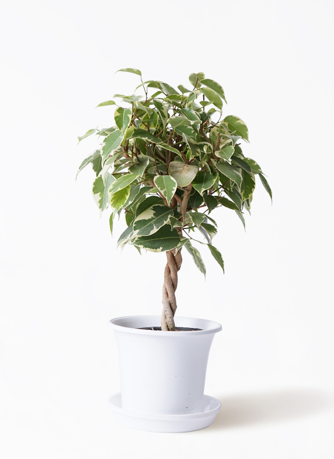 フィカス 観葉植物 観葉植物 フィカス ベンガレンシス 8号 曲り ライム ドゥオ