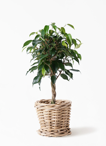 観葉植物 フィカス ベンジャミン 4号 玉造りマット グレーズ テラコッタ ブラック 付き 観葉植物ならhitohana ひとはな