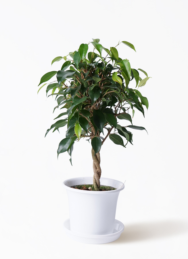 【限定品】フィカス ベンジャミン レギナルド 玉造り・豪華4本編み込み 観葉植物 フィカス ベンジャミン 4号 玉造りプラスチック鉢 | 観葉植物