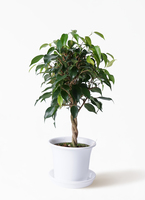 観葉植物 フィカス ベンジャミン 4号 玉造りプラスチック鉢 | 観葉植物