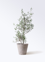 オリーブの木　コラチナ　大型商品　約180cm　NO.2118　現品掲載 NEWコラチナ（オリーブの木）｜XLサイズ｜NO.2118｜約180cm｜人気