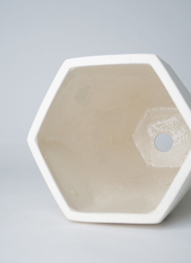 観葉植物 フィカス アムステルダムキング 6号 曲り Ceramic Pot