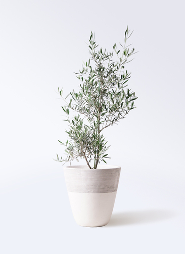 観葉植物 オリーブの木 8号 コラティーナ (コラチナ) ジュピター 白