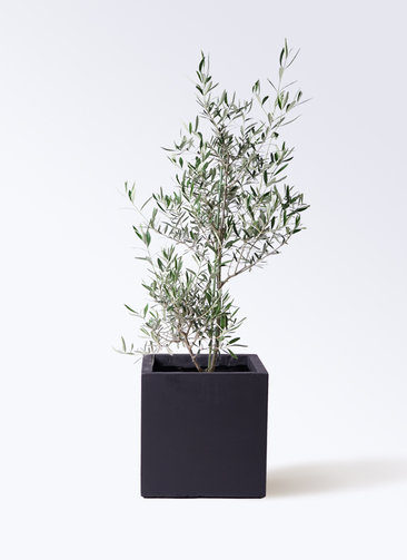 観葉植物 オリーブの木 8号 コラティーナ (コラチナ) ベータ キューブ