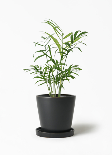 マニラヤシ。観葉植物 。鉢ごと無料で発送致します。 観葉植物専門店 ワールドガーデン | マニラパーム 【サイズ】10