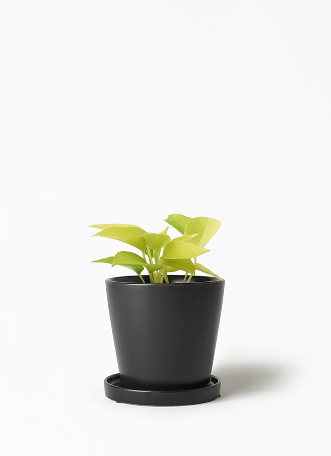 観葉植物 ポトス 3号 ライム ベラ S 黒 植え替えキット付き