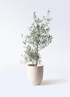 オリーブの木　コラチナ　大型商品　約180cm　NO.2118　現品掲載 1.jpg?1529326230