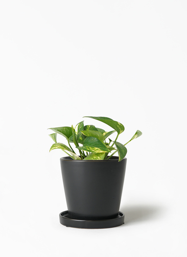 モンステラ・ポトス choco pothos-990_1.jpg?1657872936