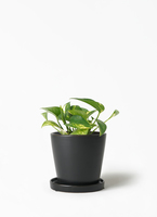 モンステラ・ポトス k pothos-990_1.jpg?1657872936