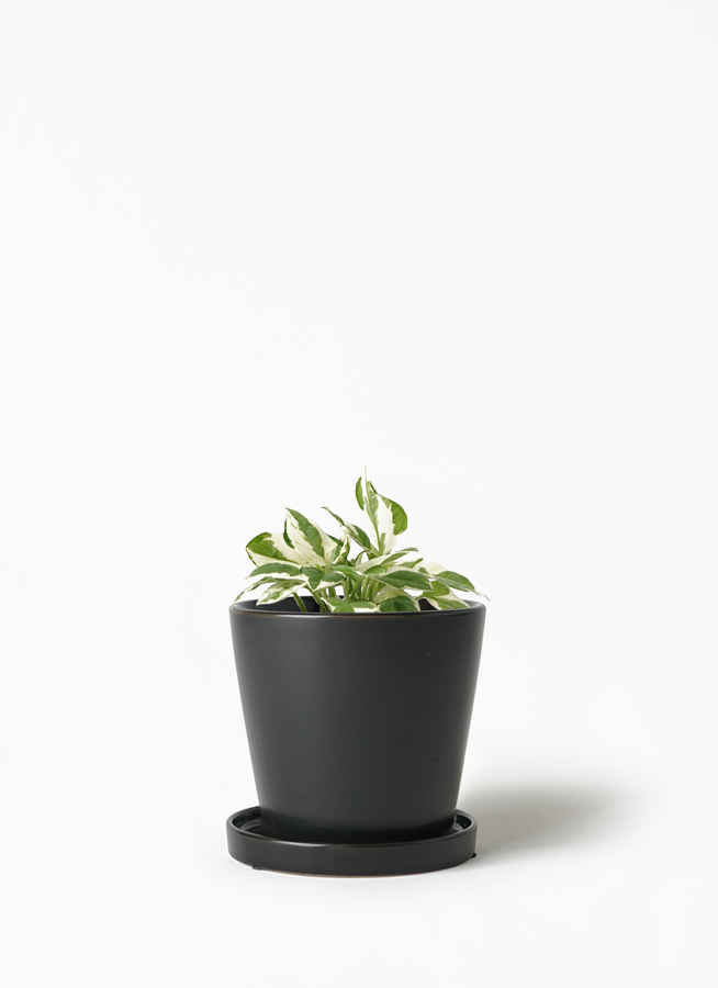 健康なポトス 植物 大鉢 黒 pothos-917_1.jpg?1656660084