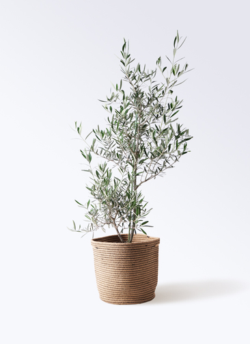 観葉植物 オリーブの木 8号 コラティーナ (コラチナ) リブバスケット