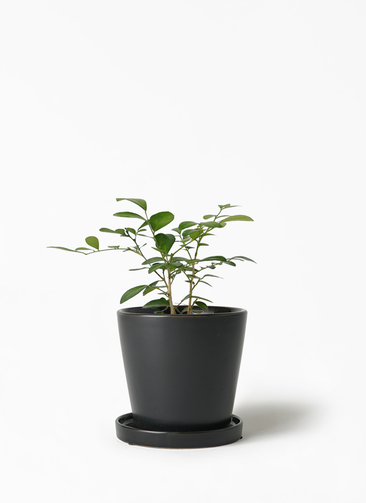 ジャスミン様 リクエスト 4点 まとめ商品 silkjasmine-371_1.jpg?1657873008