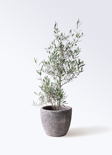 観葉植物 オリーブの木 8号 コラティーナ (コラチナ) アビスソニア