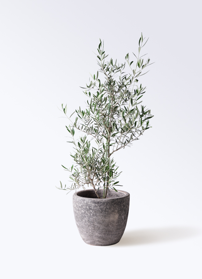 観葉植物 オリーブの木 8号 コラティーナ (コラチナ) エコストーンGray