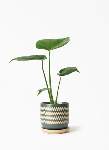 ✴︎モンステラ3種✴︎ monstera-520_1.jpg?1657873063
