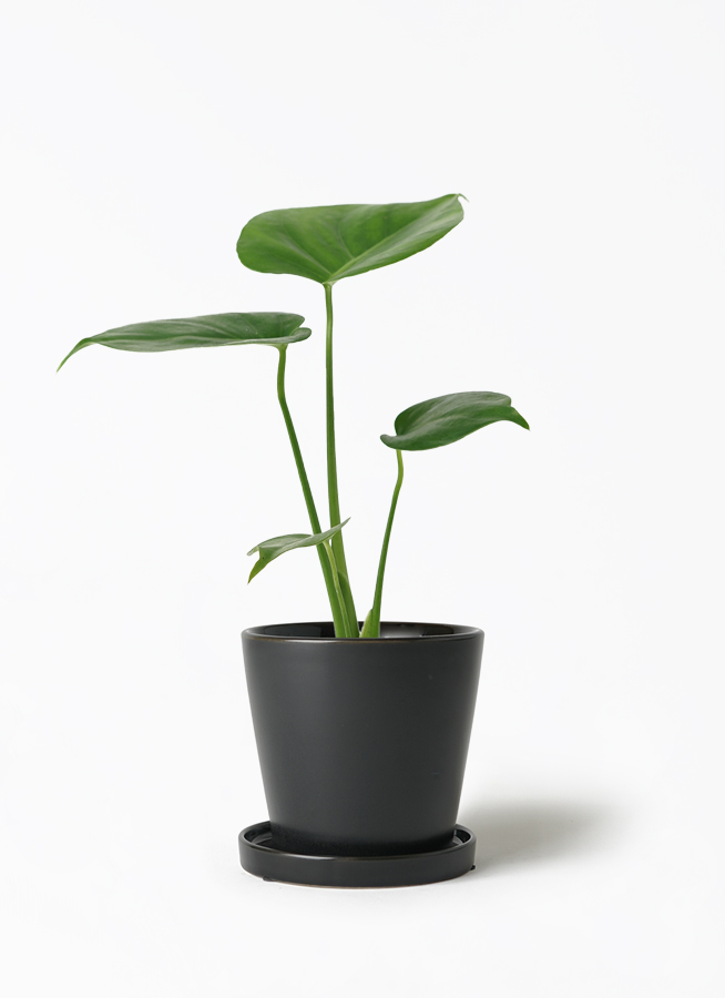 観葉植物 モンステラ 3号 ベラ S 黒 付き | 観葉植物ならHitoHana(ひと