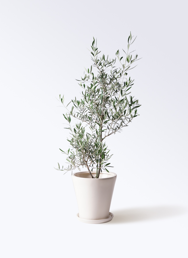 観葉植物 オリーブの木 8号 コラティーナ (コラチナ) リブバスケット