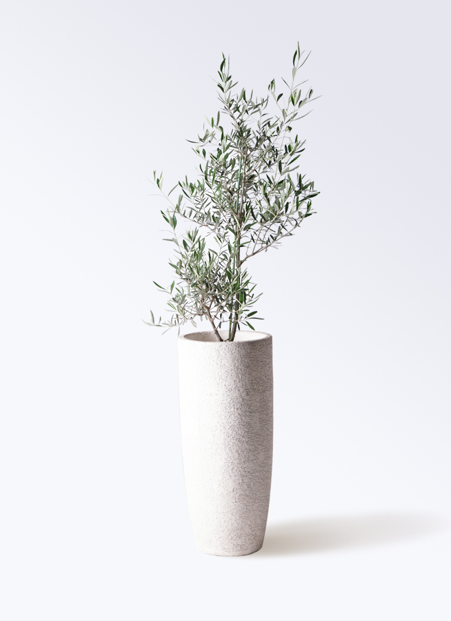 観葉植物 オリーブの木 8号 コラティーナ (コラチナ) アートストーン