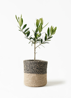 olive-1010_1.jpg?1657873180