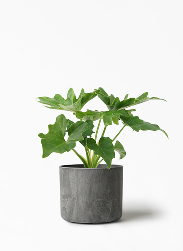 philodendron-selloum-412_1.jpg