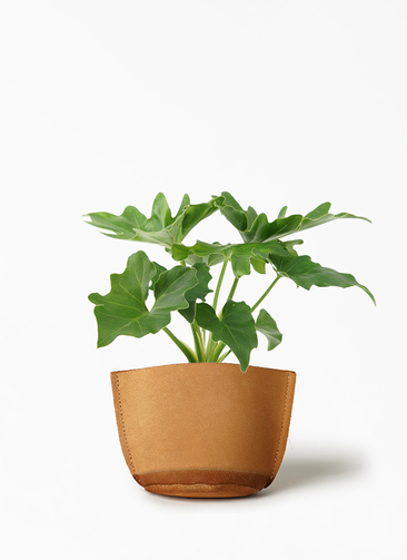 フィロデンドロン　セローム3 観葉植物 フィロデンドロン 3号 セローム ヒトデカズラ レータ