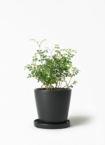 観葉植物 シマトネリコ 3号 ベラ S 黒 植え替えキット付き