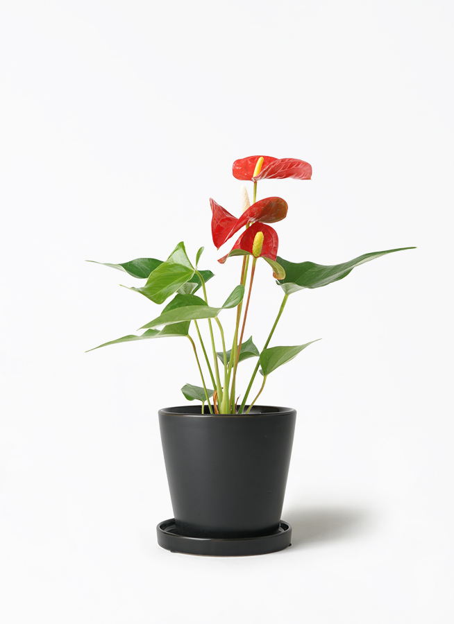 観葉植物 アンスリウム 3号 レッド ベラ S 黒 付き | 観葉植物なら