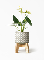 観葉植物 アンスリウム 3号 ホワイト ハピ 白 S 付き | 観葉植物なら