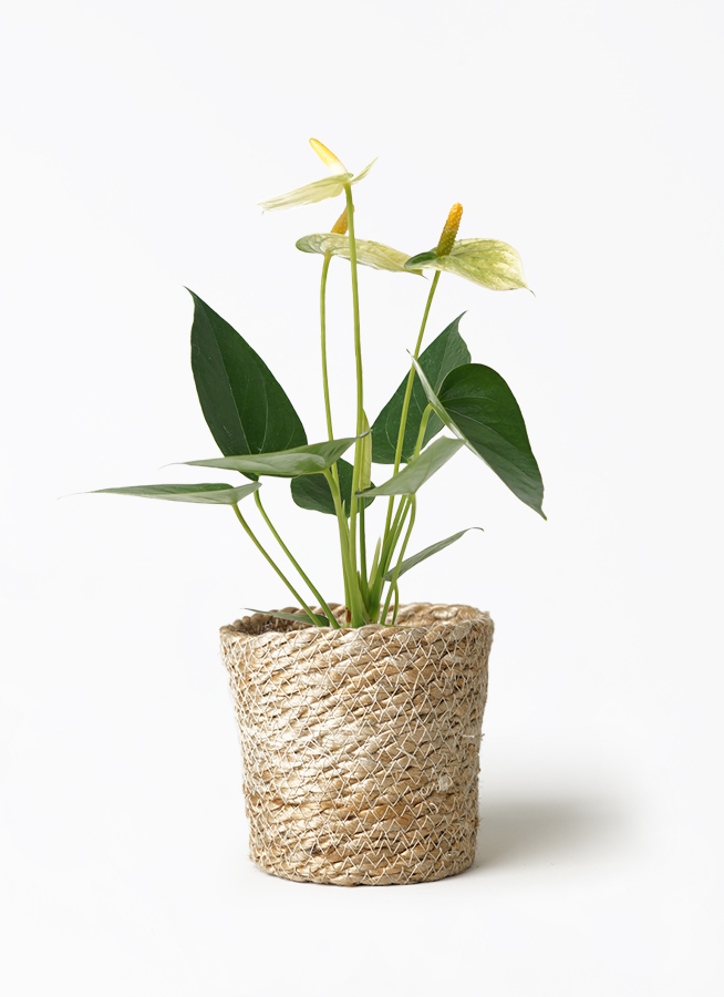 anthurium-1312_1.jpg?1657873361