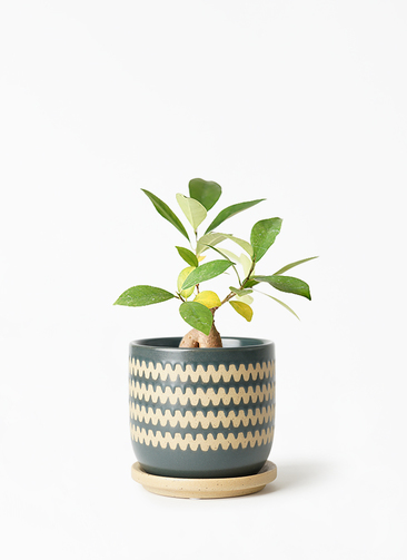 観葉植物 ガジュマル 3号 股仕立て インナ 11 G 植え替えキット