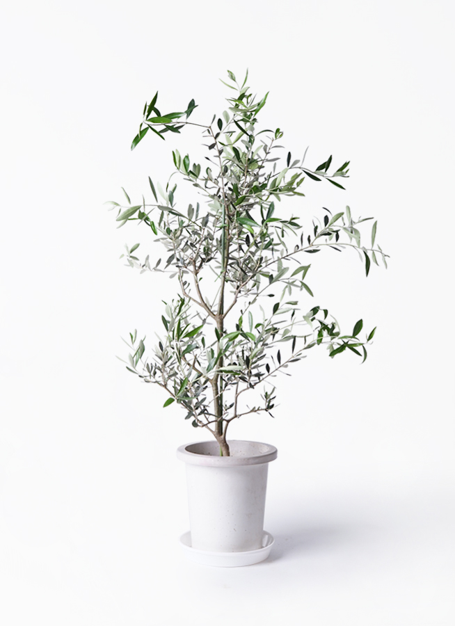 観葉植物 オリーブの木 8号 コレッジョラ アートストーン