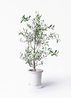 オリーブの木 コレッジョラ | 観葉植物通販HitoHana(ひとはな)