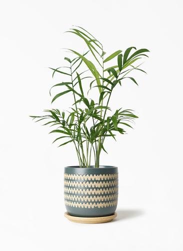 観葉植物 テーブルヤシ 4号 インナ 15 G 付き | 観葉植物ならHitoHana