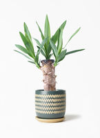 観葉植物 ユッカ 4号 ノーマル エッシ 16 R ブラウン 付き | 観葉植物