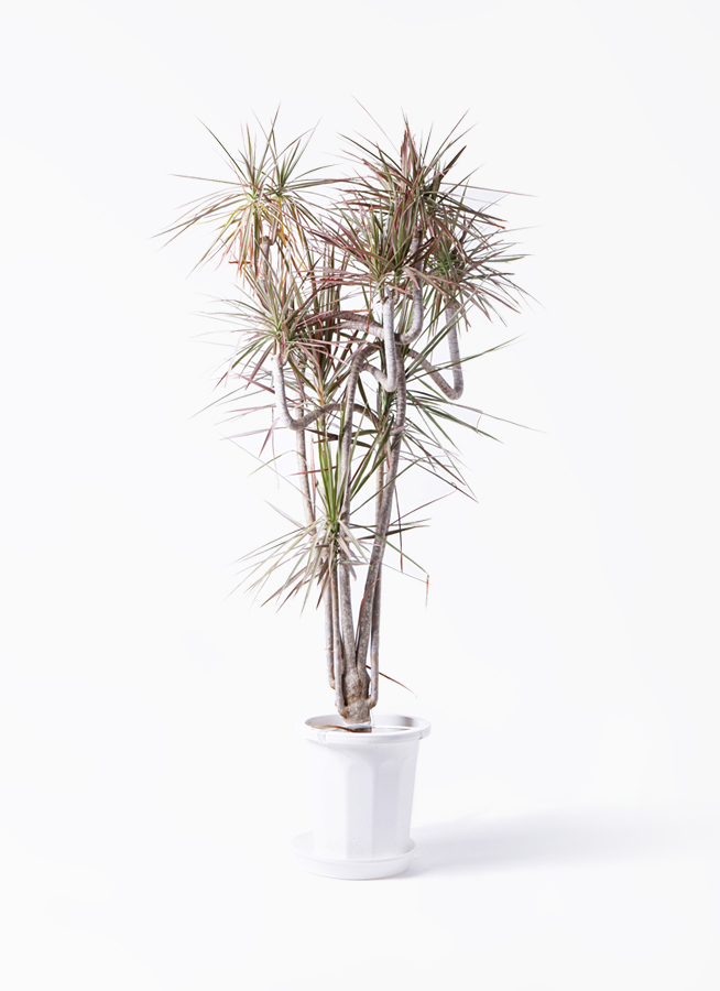 観葉植物 ドラセナ コンシンネ レインボー 10号 曲り アートストーン