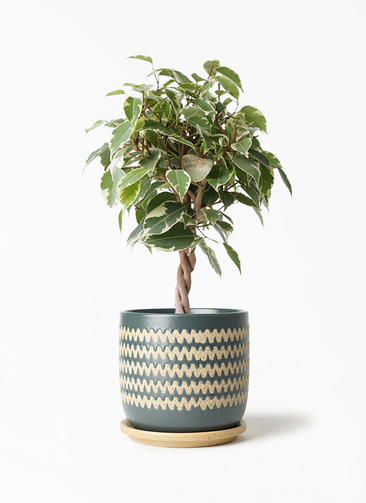 ficus-benjamina-princess-91_1.