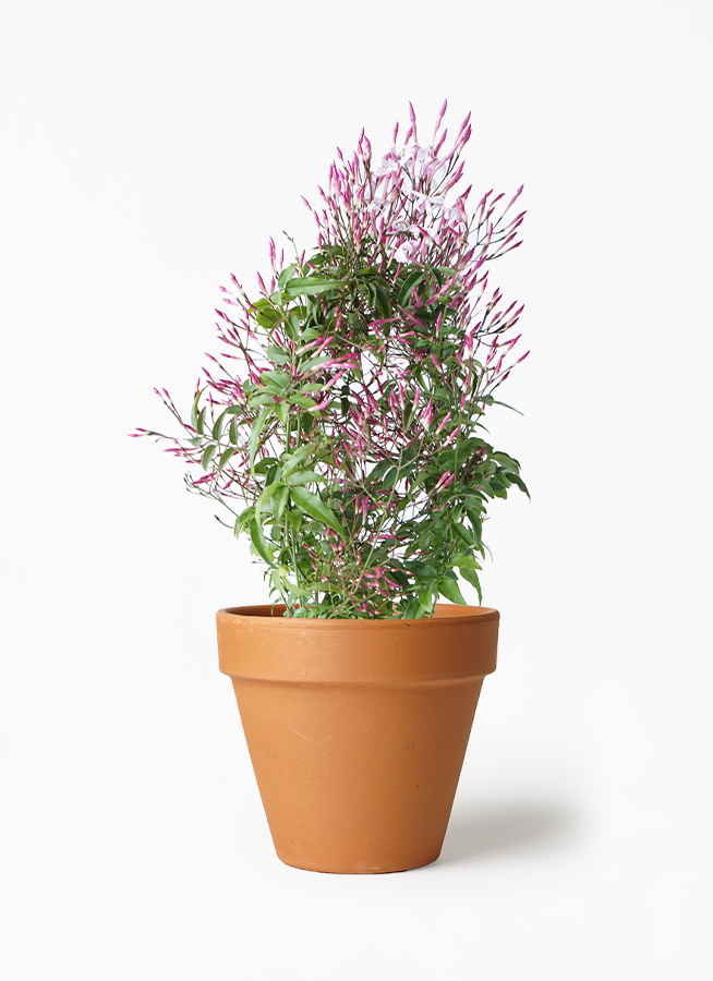 観葉植物 ハゴロモジャスミン 4号 スタンダードポット 植え替えキット付き 観葉植物ならhitohana ひとはな