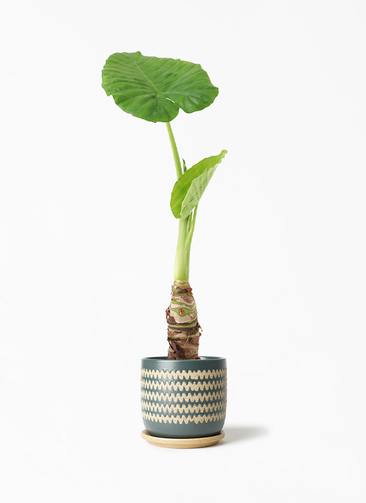 観葉植物 アロカシア 4号 オドラ（クワズイモ） インナ 15 G 付き