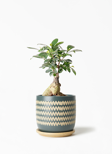 ガジュマルさま専用ページ chinese-banyan-448_1.jpg?