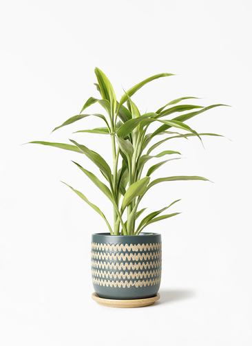 観葉植物 ドラセナ サンデリアーナ ゴールド 4号 インナ 15 G 付き