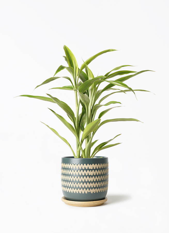 その他観葉植物 kona 観葉植物 ドラセナ サンデリアーナ ゴールド 4号 インナ 15 G