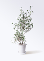 観葉植物 オリーブの木 8号 コラティーナ (コラチナ) リブバスケット