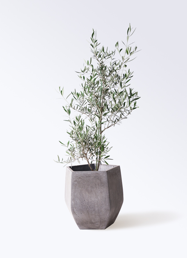 観葉植物 オリーブの木 8号 コラティーナ (コラチナ) テラニアス