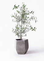 観葉植物 オリーブの木 8号 コレッジョラ ジュピター 黒 付き / 小倉園